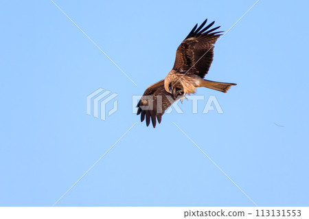 美麗的風箏（鷹科）。日本神奈川縣平塚市岡崎農地。拍攝於 2023 年 12 月 17 日。 113131553