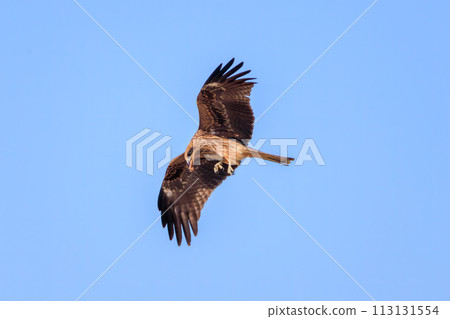 美麗的風箏（鷹科）。日本神奈川縣平塚市岡崎農地。拍攝於 2023 年 12 月 17 日。 113131554