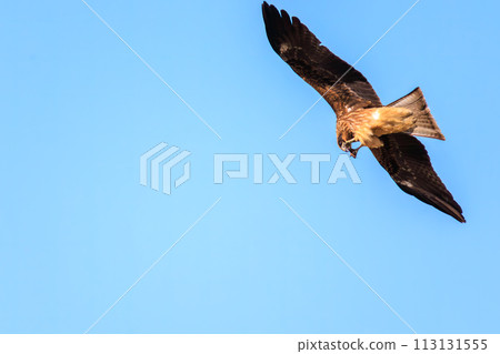 美麗的風箏(鷹科)。日本神奈川縣平塚市岡崎農地。拍攝於 2023 年 12 月 17 日。 美麗的風箏(鷹科)。日本神奈川縣平塚市岡崎農地。拍攝於 2023 年 12 月 17 日。 113131555