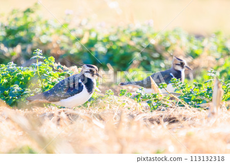 A flock of flycatchers (Ploveridae), also known as the ladies of the rice fields, with their beautiful structural colors in flight. Okazaki Farmland, Hiratsuka City, Kanagawa Prefecture, Japan 113132318