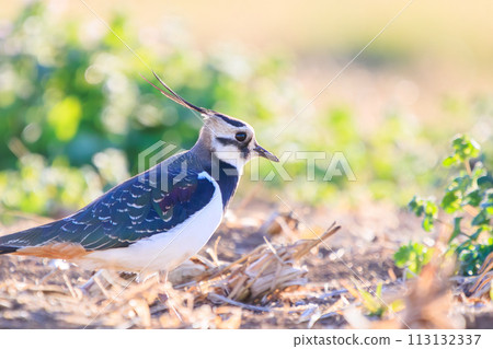 A flock of flycatchers (Ploveridae), also known as the ladies of the rice fields, with their beautiful structural colors in flight. Okazaki Farmland, Hiratsuka City, Kanagawa Prefecture, Japan 113132337