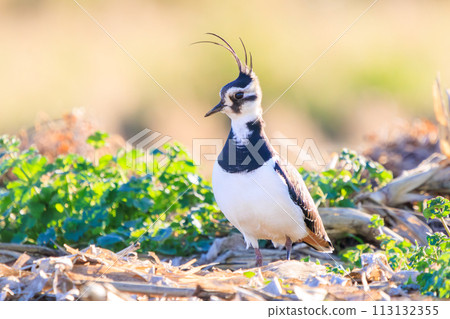 A flock of flycatchers (Ploveridae), also known as the ladies of the rice fields, with their beautiful structural colors in flight. Okazaki Farmland, Hiratsuka City, Kanagawa Prefecture, Japan A flock of flycatchers (Ploveridae), also known as the ladies of the rice fields, with their beautiful structural colors in flight. Okazaki Farmland, Hiratsuka City, Kanagawa Prefecture, Japan 113132355