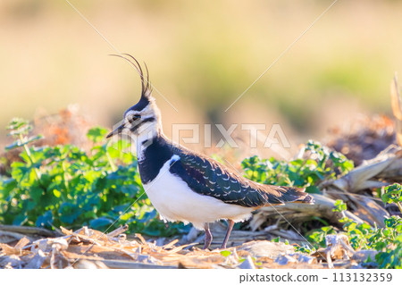 一群鶲科（Ploveridae），也被稱為稻田淑女，在飛行中具有美麗的結構色彩。日本神奈川縣平塚市岡崎農田 113132359