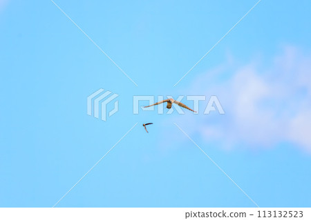 Beautiful kestrels (Falconidae), stonefinch, blackfinch, and others take flight for hunting. Taira, Kanagawa Prefecture, Japan 113132523