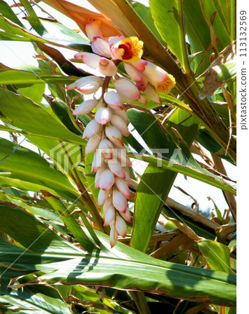 月桃花 - 沖繩的回憶 113132569