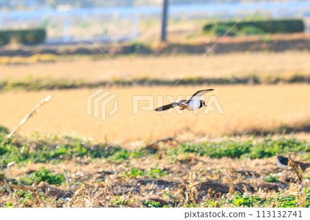 A flock of flycatchers (Ploveridae), also known as the ladies of the rice fields, with their beautiful structural colors in flight. Okazaki Farmland, Hiratsuka City, Kanagawa Prefecture, Japan 113132741