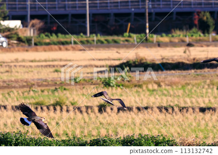 A flock of flycatchers (Ploveridae), also known as the ladies of the rice fields, with their beautiful structural colors in flight. Okazaki Farmland, Hiratsuka City, Kanagawa Prefecture, Japan 113132742