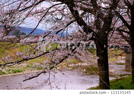 Cherry blossoms blooming along the river, a calm spring day Cherry blossoms blooming along the river, a calm spring day 113133145