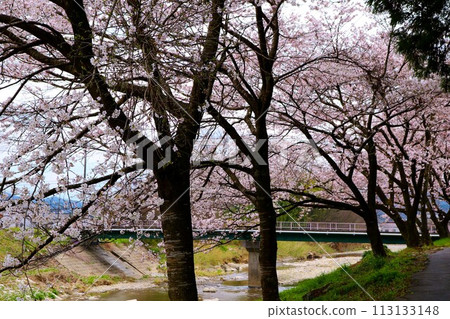 河邊櫻花盛開，春意盎然 113133148