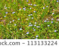 Persian speedwell 113133224