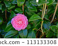 Japanese camellia flower 113133308