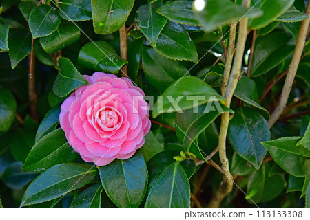 日本山茶花 113133308