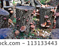 Japan's representative mushroom "Shiitake" 113133443