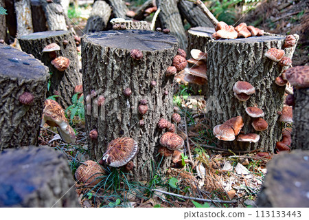 Japan's representative mushroom "Shiitake" Japan's representative mushroom "Shiitake" 113133443