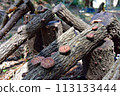 Japan's representative mushroom "Shiitake" 113133444