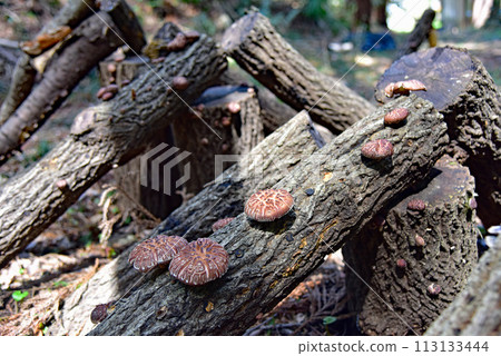 Japan's representative mushroom "Shiitake" Japan's representative mushroom "Shiitake" 113133444