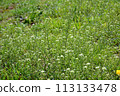 Spring seven herbs "Shepherd's purse" 113133478