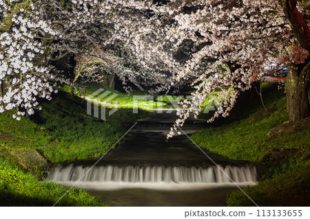 觀音寺櫻花樹旁的夜櫻 113133655