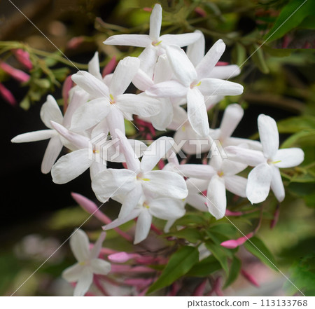 Close-up of white jasmine flowers, Hagoromo jasmine, Hagoromo jasmine Close-up of white jasmine flowers, Hagoromo jasmine, Hagoromo jasmine 113133768