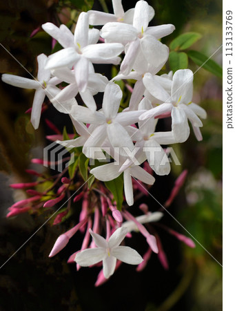 Close-up of white jasmine flowers, Hagoromo jasmine, Hagoromo jasmine Close-up of white jasmine flowers, Hagoromo jasmine, Hagoromo jasmine 113133769