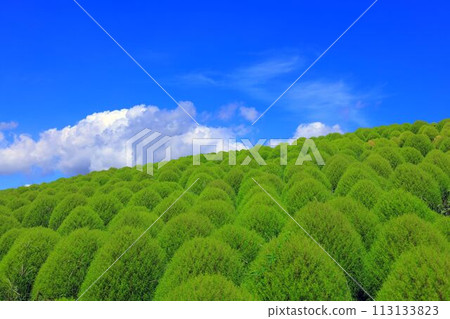 生長在夏日天空下的綠色地膚 113133823