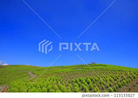 Green kochia growing under the summer sky Green kochia growing under the summer sky 113133827