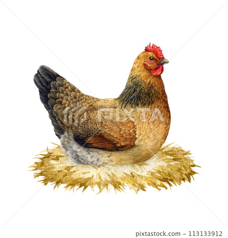 Hen hatching brood on the straw roost. Watercolor painted illustration. Hand drawn vintage style farm bird on the hay hatch. Hen on the egg laying painted element. Isolated on white background 113133912