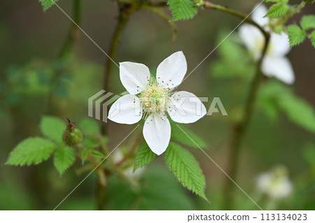 關西草莓花 113134023
