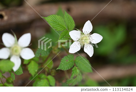 關西草莓花 關西草莓花 113134024