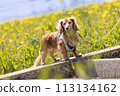 Rape blossoms and Dachshund 113134162