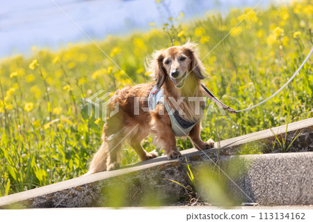 Rape blossoms and Dachshund 113134162