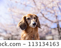 Sakura and Dax 113134163