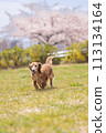 Sakura and dachshund running 113134164