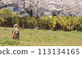 Sakura and dachshund running 113134165
