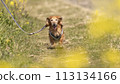 Nanohana dachshund 113134166