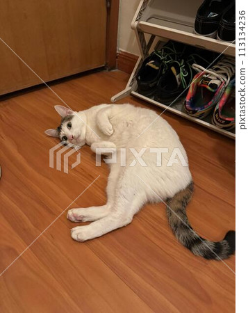 cat, cats, kitty 113134236