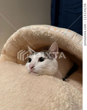 cat, cats, kitty 113134238