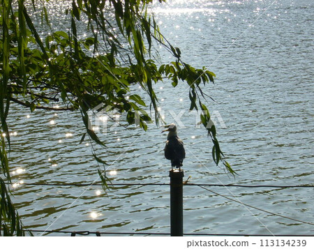 Ueno Shinobi Pond Ueno Shinobi Pond 113134239