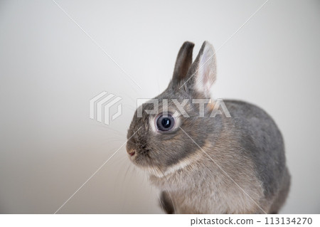 Rabbit's profile Rabbit's profile 113134270