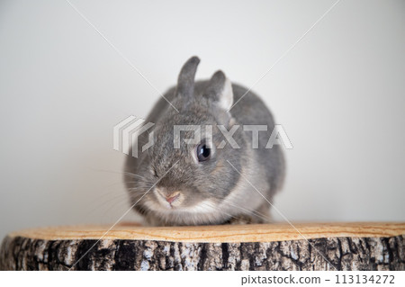rabbit on a stump 113134272