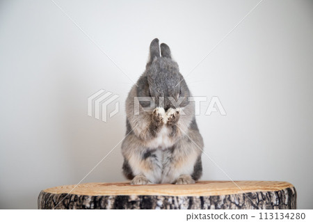 rabbit on a stump 113134280