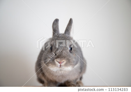 Rabbit front face 113134283
