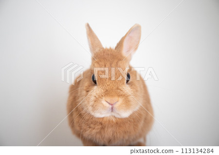 Rabbit front face 113134284