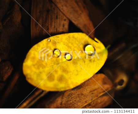 A macro image of water droplets after a rain shower on a leaf . Natural background for input text. Soft and grain effect. 113134411