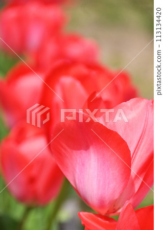 Pink tulip 113134420