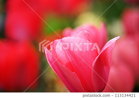 粉紅色的鬱金香 113134421