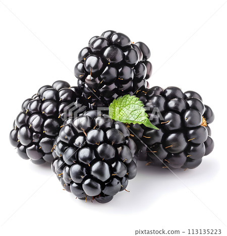 Art of a bramble plant with blackberries green leaf on white background Art of a bramble plant with blackberries green leaf on white background 113135223
