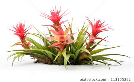 Vriesea Bromeliad 113135231