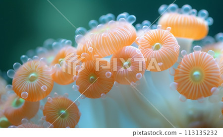 sea life macro sea life macro 113135232