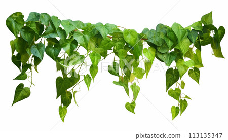 Background of tropical flowers 113135347